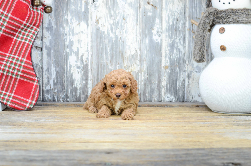 Best Poodle Baby