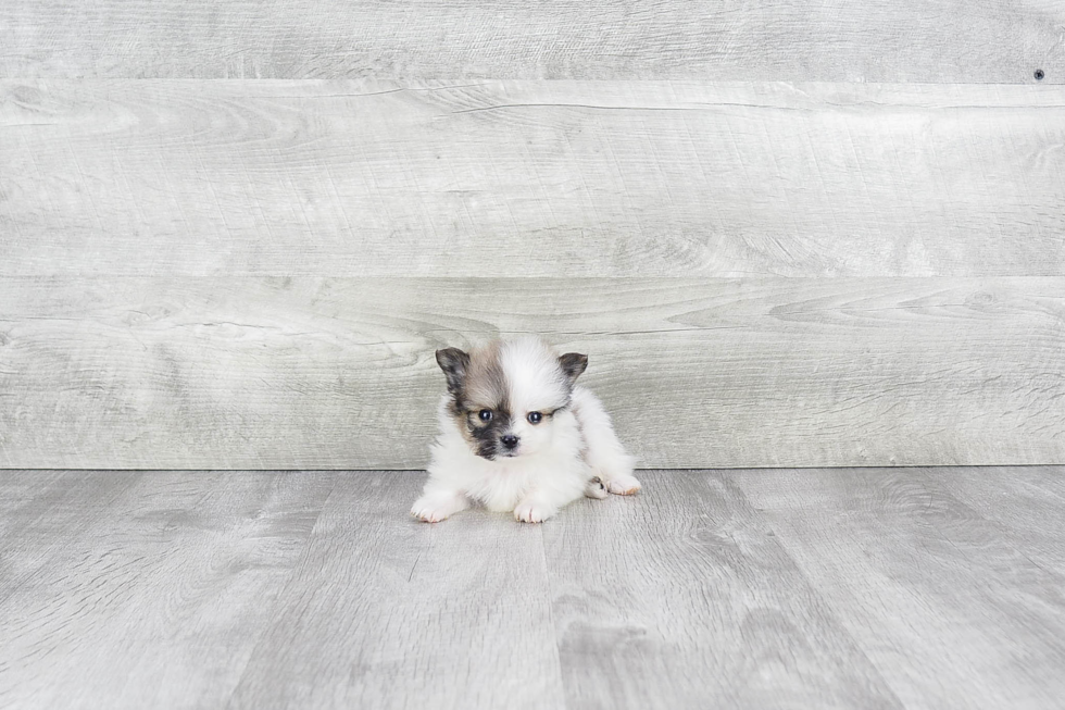 Playful Pomeranian Purebred Pup