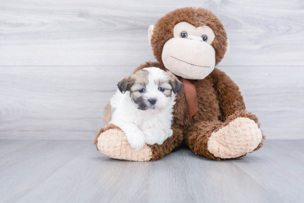 Teddy Bear Pup Being Cute