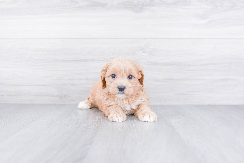 Cavapoo Puppy for Adoption