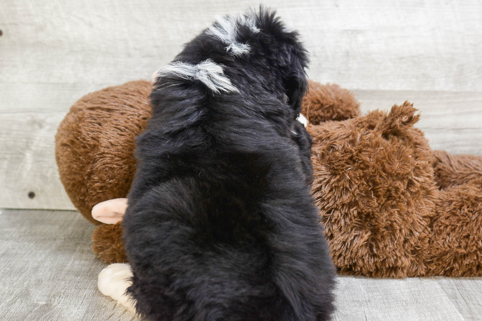 Mini Bernedoodle Pup Being Cute