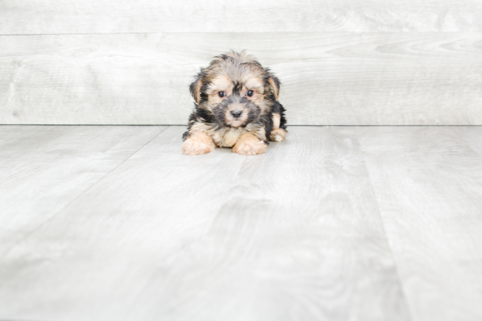 Morkie Pup Being Cute