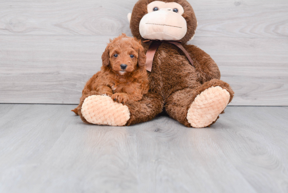 Mini Goldendoodle Puppy for Adoption