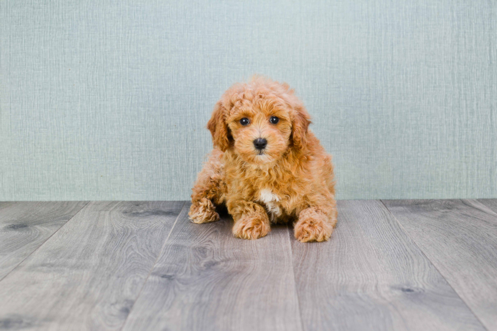 Adorable Cavoodle Poodle Mix Puppy