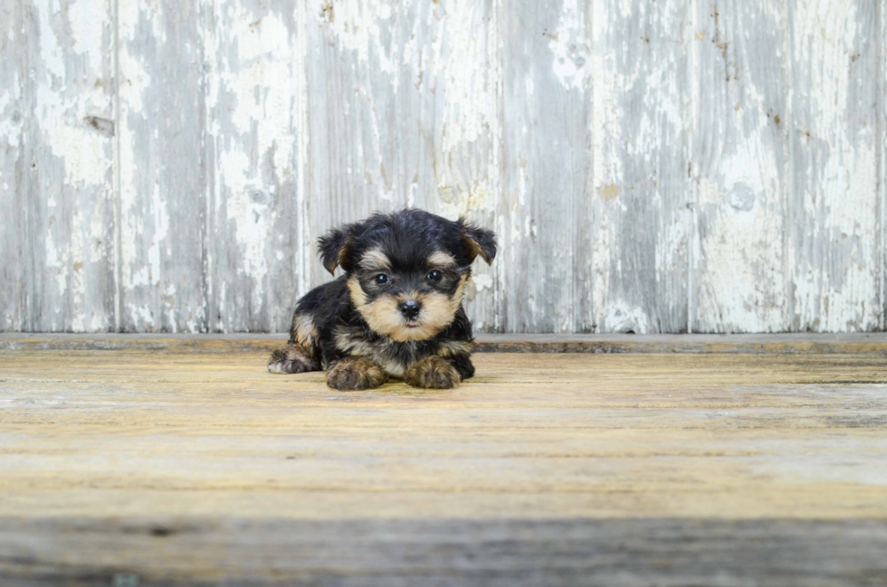 Popular Morkie Designer Pup