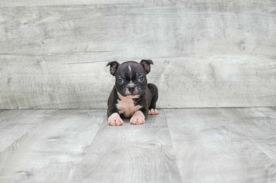 Fluffy Boston Terrier Purebred Puppy