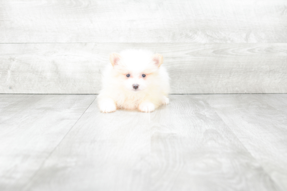 Friendly Pomeranian Purebred Pup