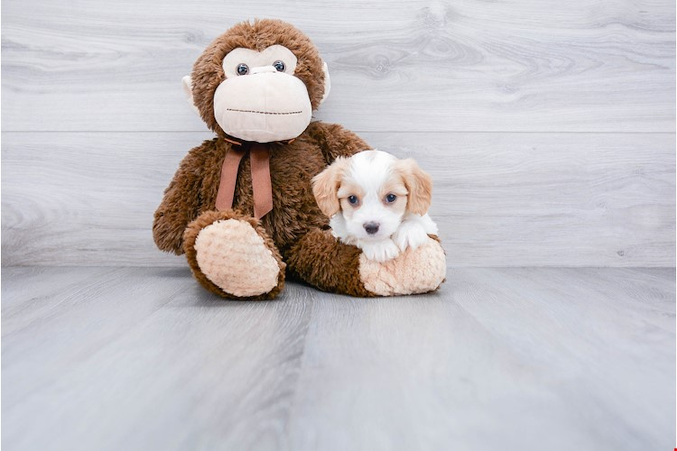 Cavachon Puppy for Adoption