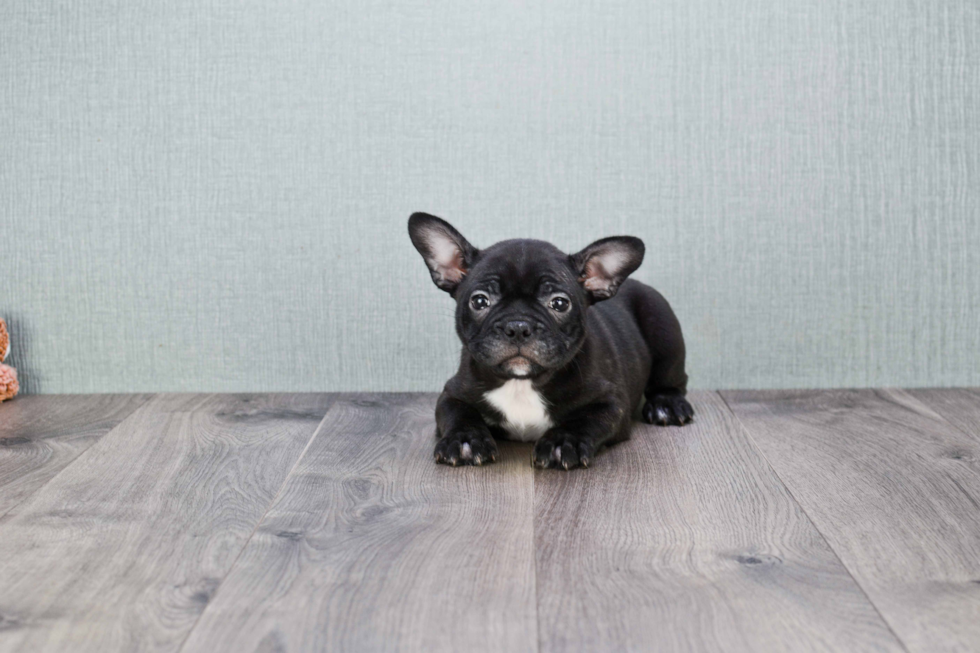 Little French Bulldog Purebred Pup