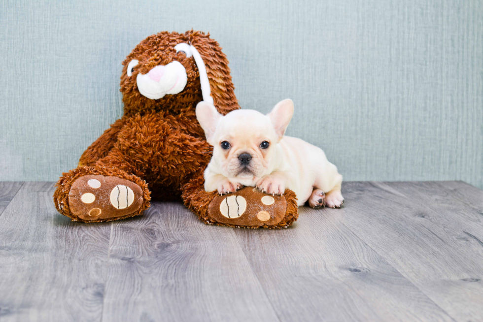 Playful French Bulldog Purebred Pup