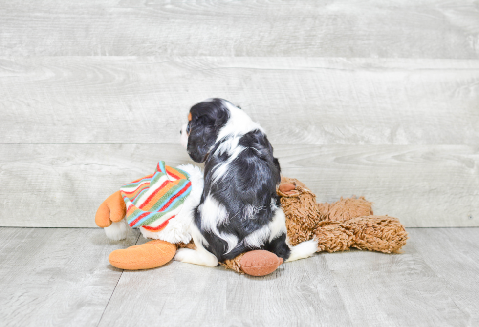 Cavalier King Charles Spaniel Puppy for Adoption