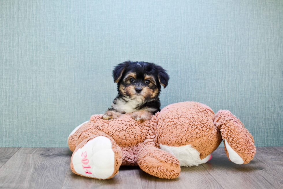 Fluffy Morkie Designer Pup