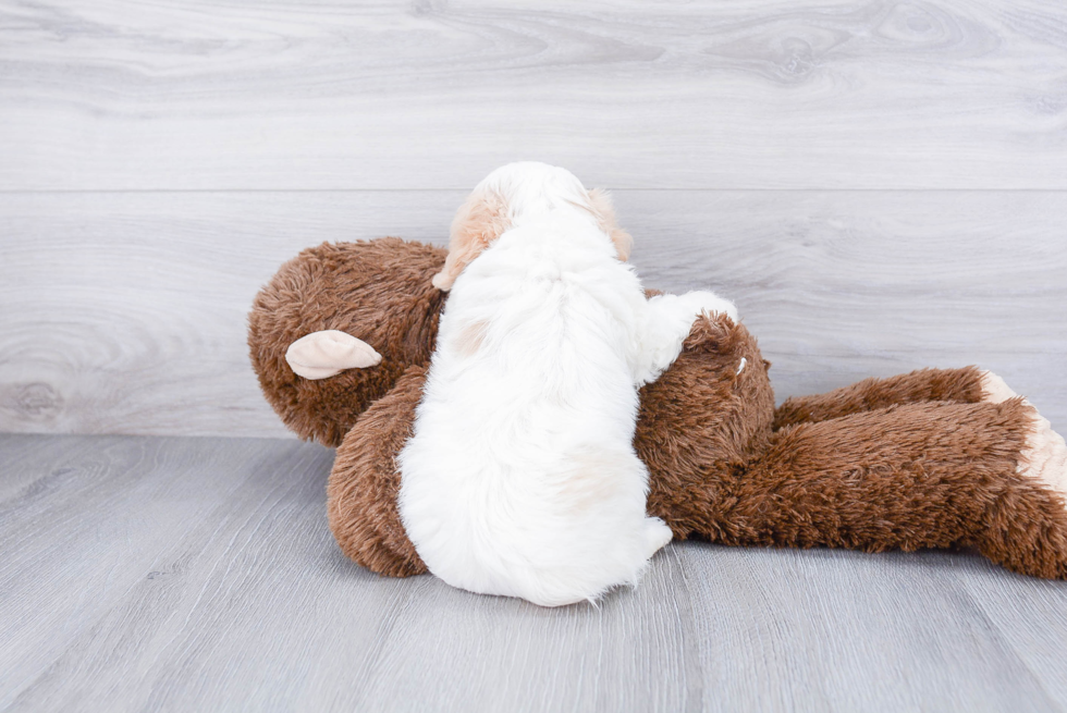 Cavachon Pup Being Cute