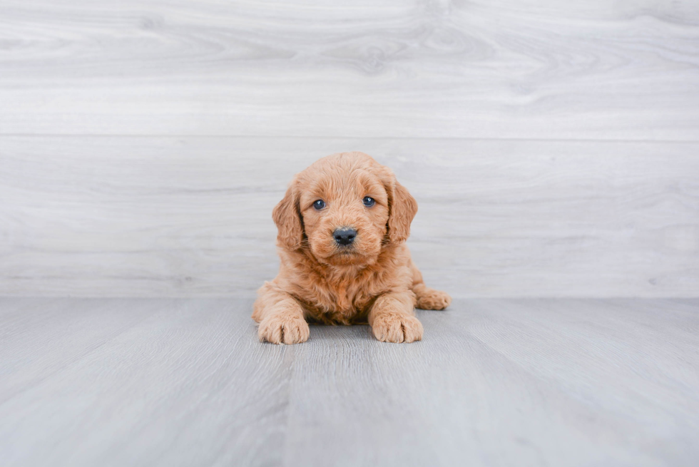 Petite Mini Goldendoodle Poodle Mix Pup