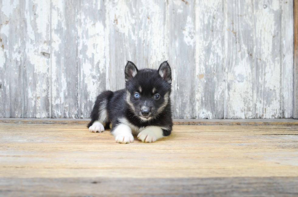 Pomsky Pup Being Cute