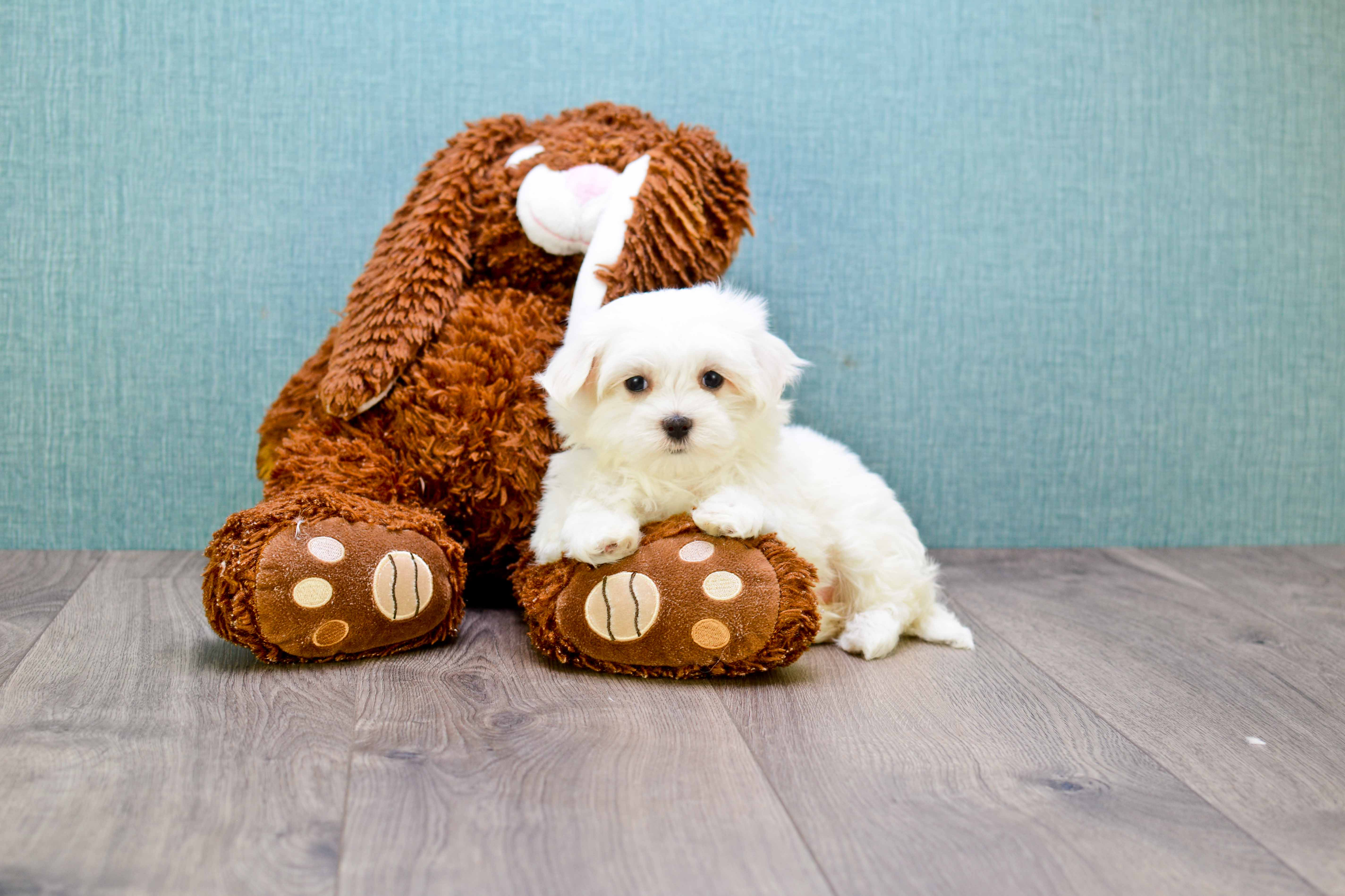 Playful Maltese Baby