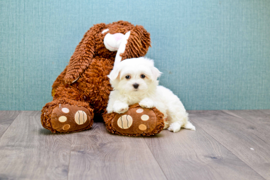 Playful Maltese Baby