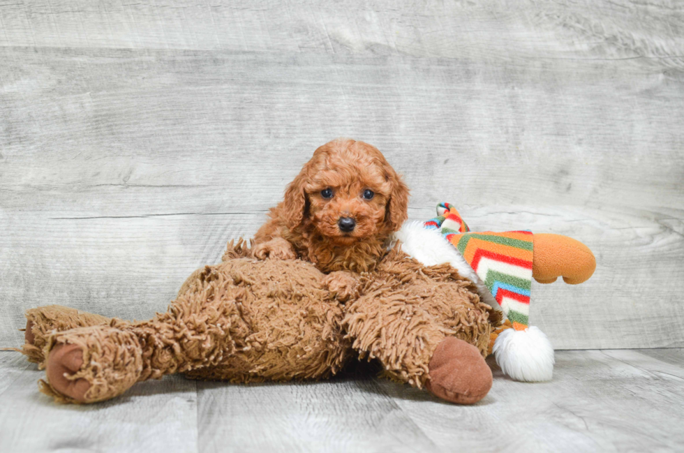 Funny Cavapoo Poodle Mix Pup