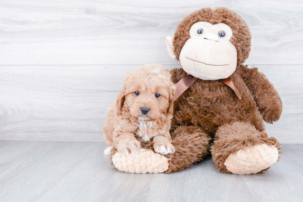 Cavapoo Pup Being Cute