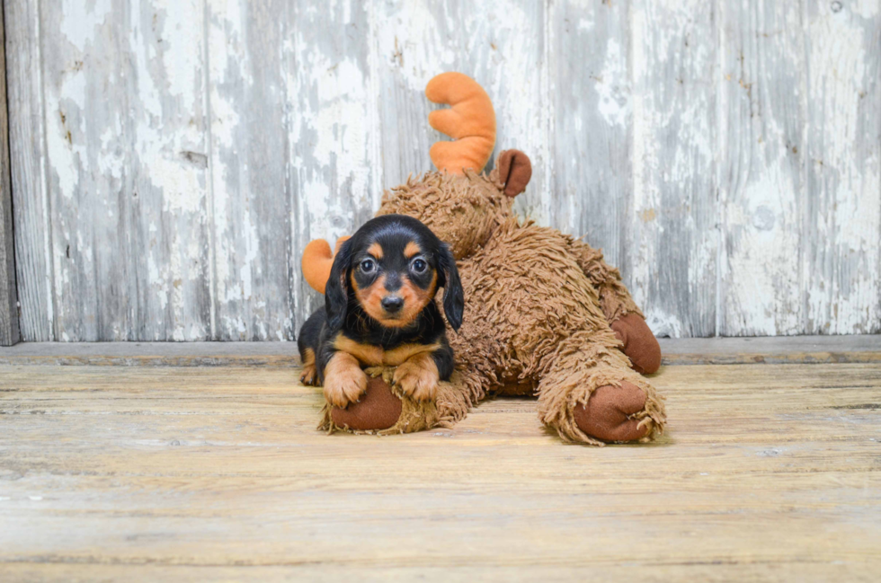 Dachshund Pup Being Cute