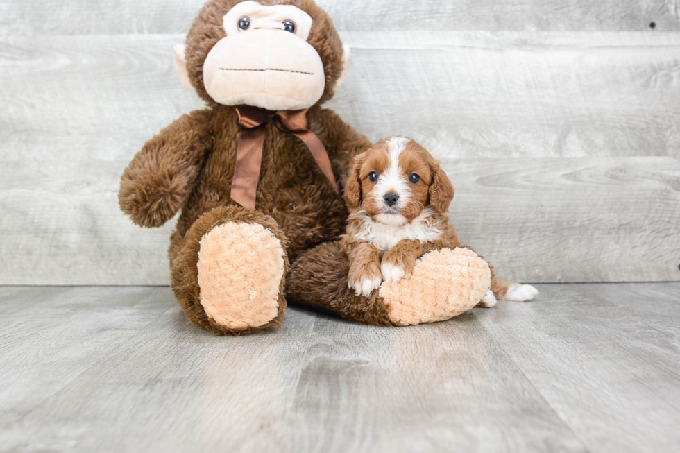 Cavapoo Pup Being Cute