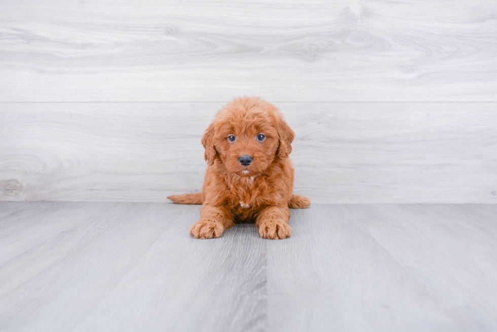 Best Mini Goldendoodle Baby