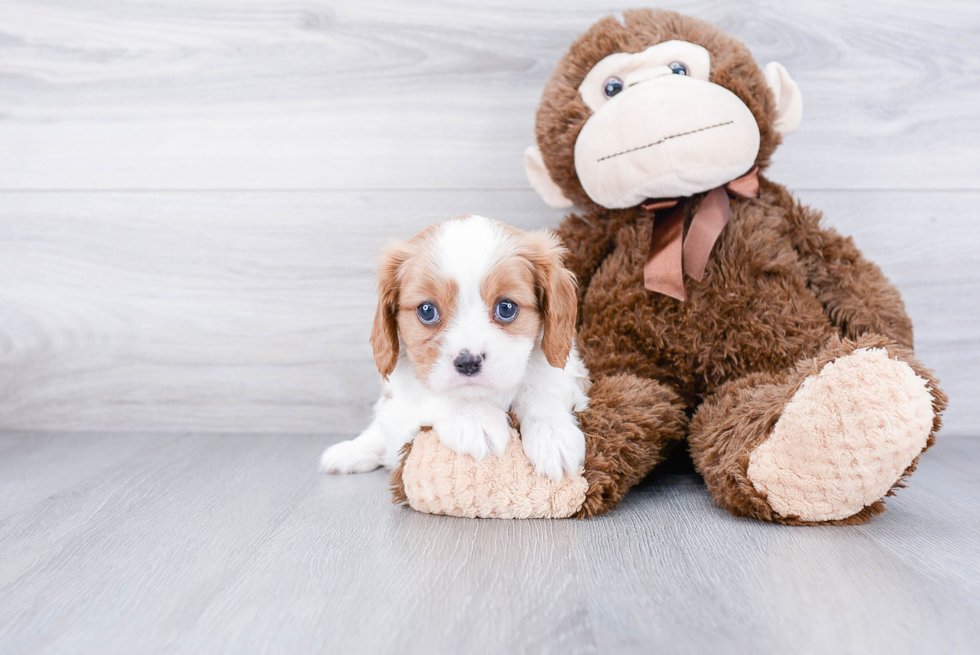Best Cavalier King Charles Spaniel Baby