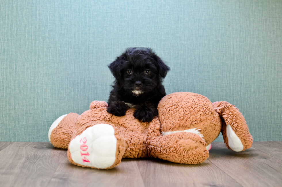 Best Yorkie Poo Baby