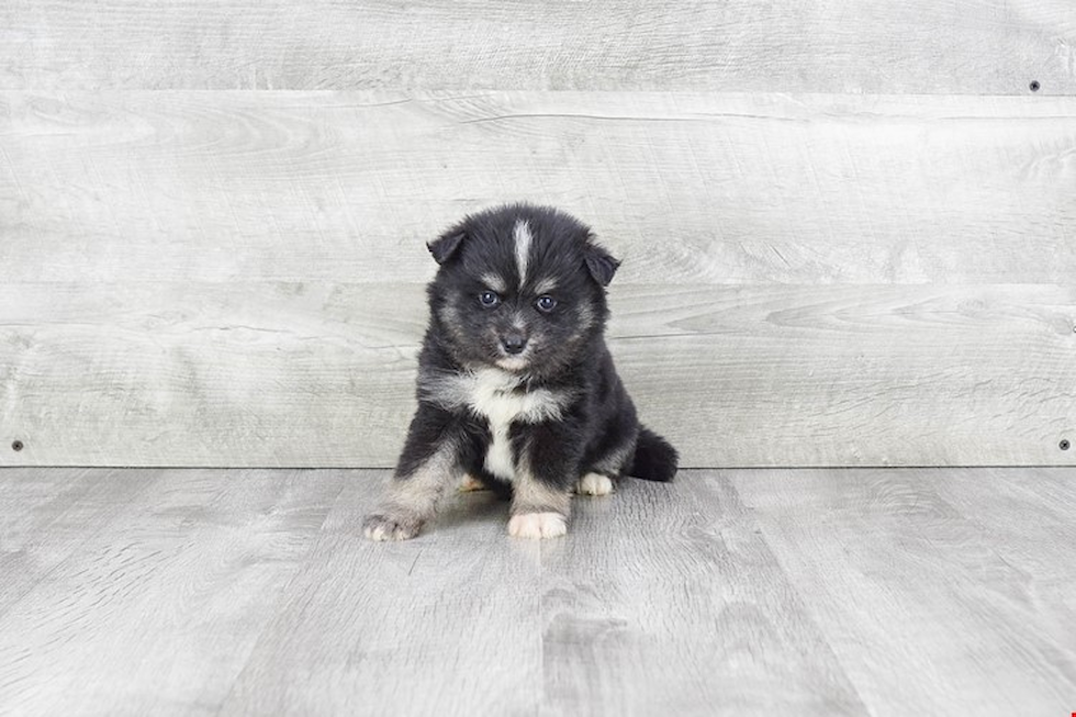 Happy Pomsky Baby