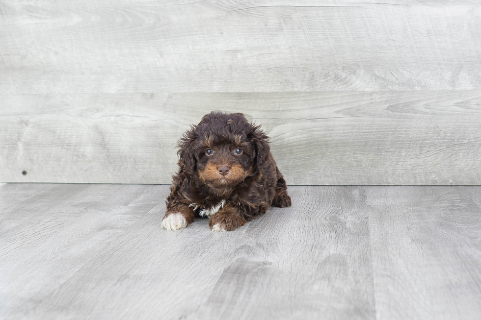 Best Mini Aussiedoodle Baby