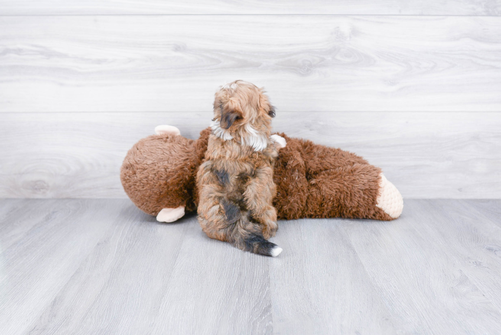 Happy Havanese Purebred Puppy