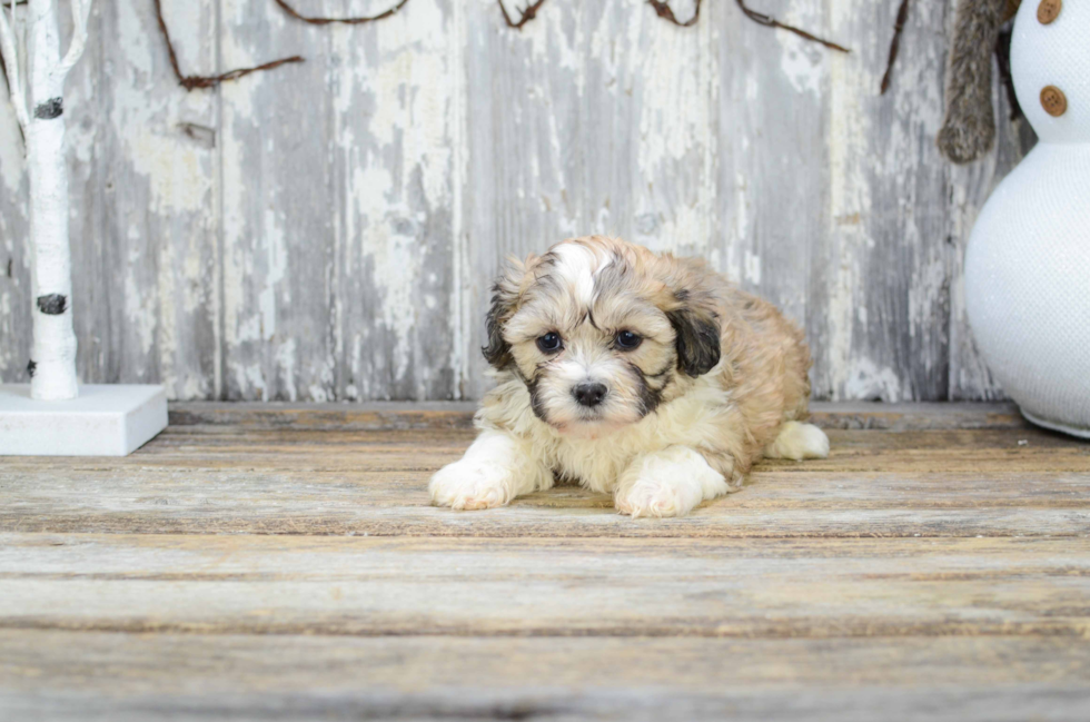 Teddy Bear Pup Being Cute