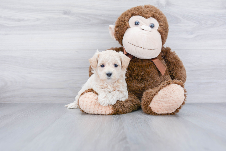 Maltipoo Puppy for Adoption