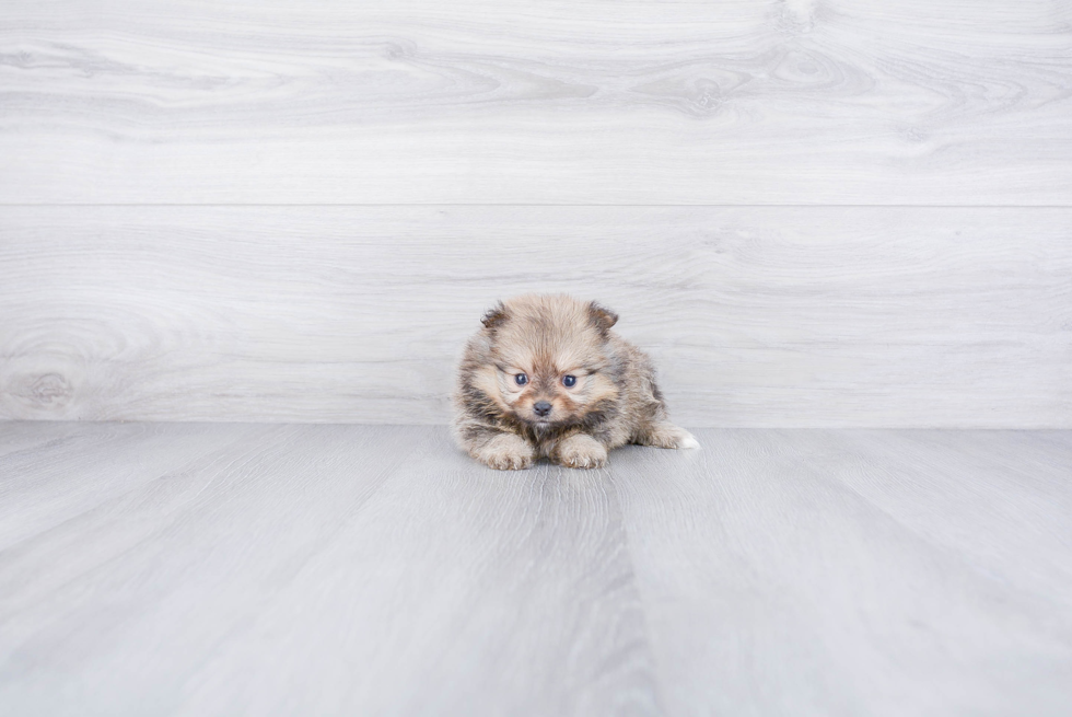 Pomeranian Pup Being Cute