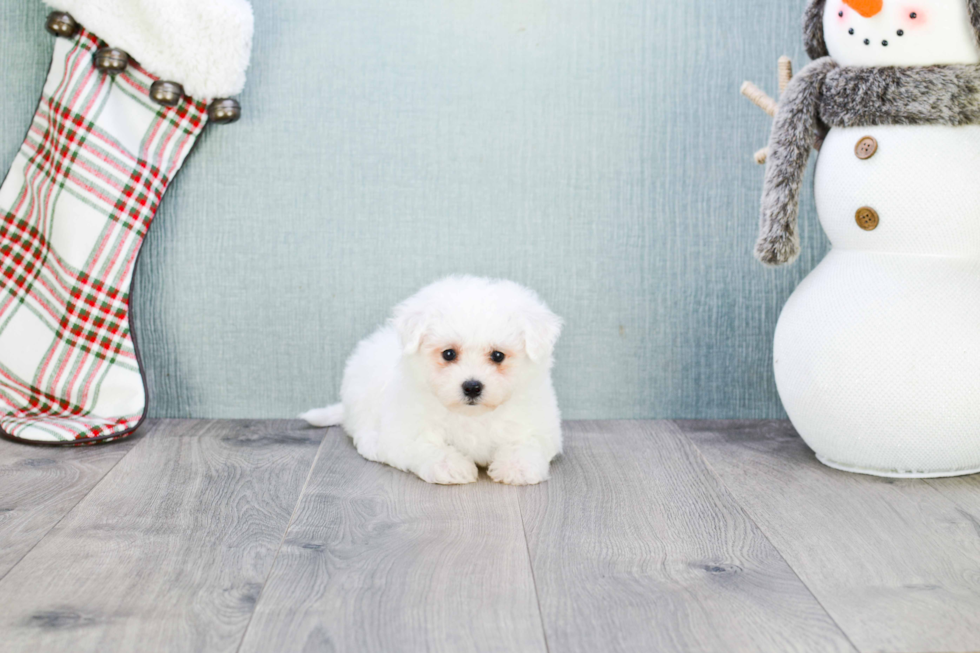 Sweet Bichon Frise Purebred Puppy