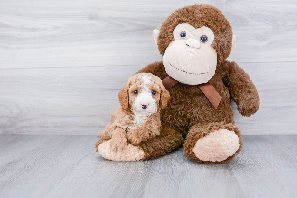 Petite Cockapoo Poodle Mix Pup