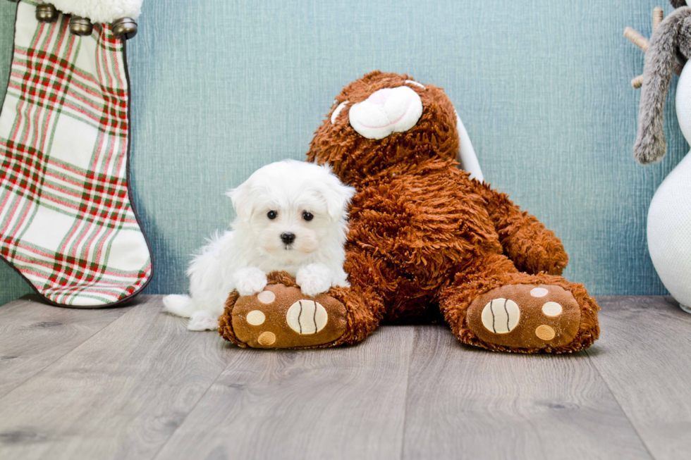 Maltese Pup Being Cute