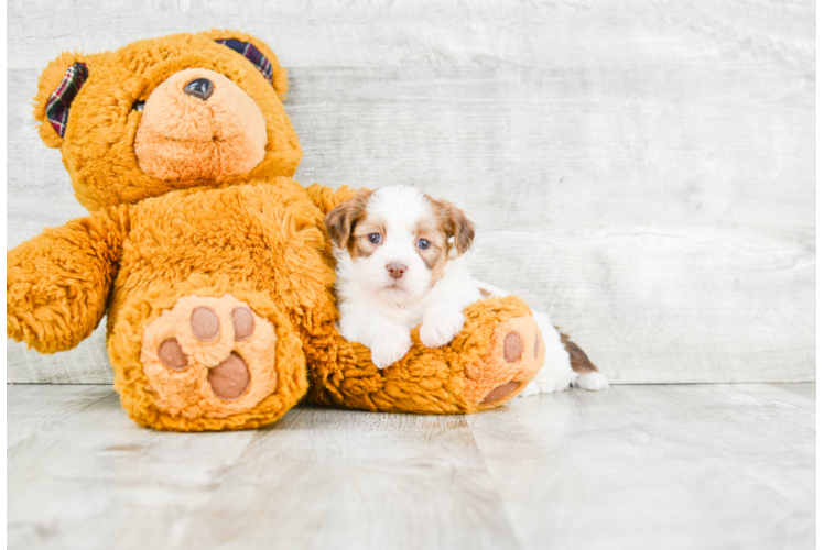 Teddy Bear Pup Being Cute