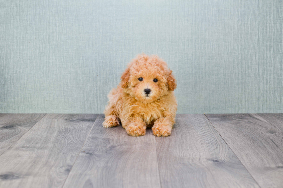 Petite Maltipoo Poodle Mix Pup