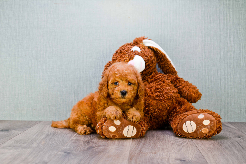 Mini Goldendoodle Puppy for Adoption