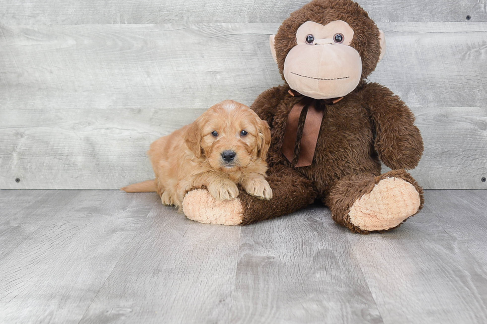 Mini Goldendoodle Puppy for Adoption