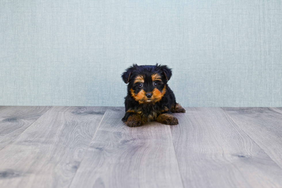 Meet Capone - our Yorkshire Terrier Puppy Photo 