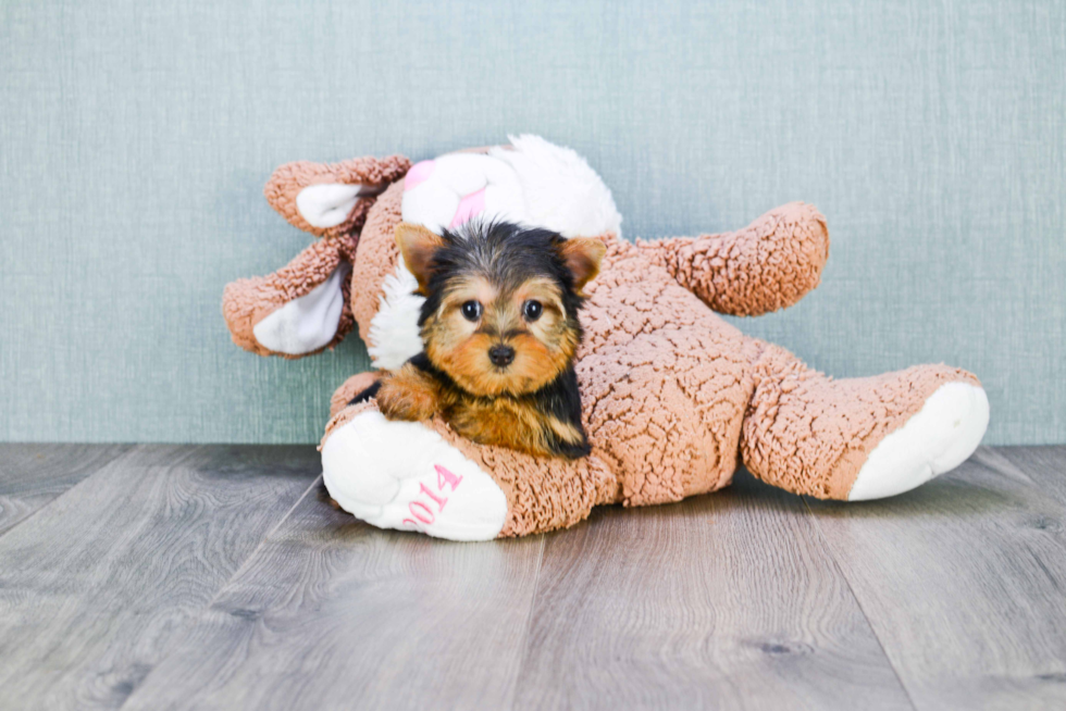 Meet Goldie - our Yorkshire Terrier Puppy Photo 