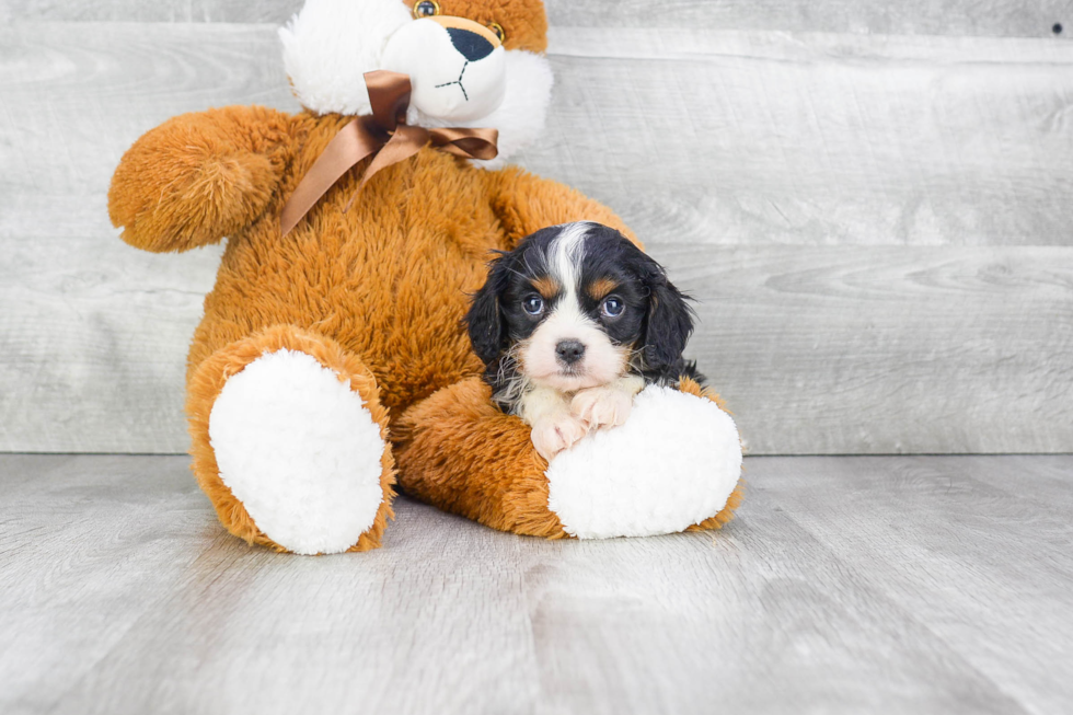 Best Cavalier King Charles Spaniel Baby