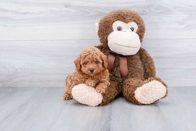 Funny Poodle Purebred Pup