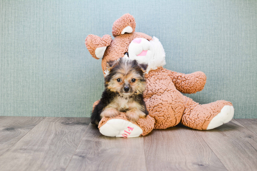 Yorkie Pom Puppy for Adoption