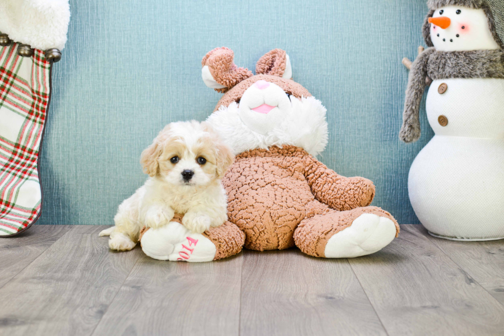 Sweet Cavachon Baby