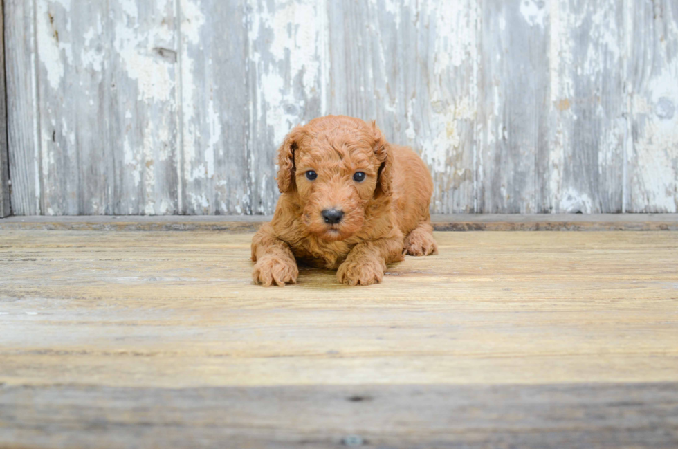 Sweet Mini Goldendoodle Baby