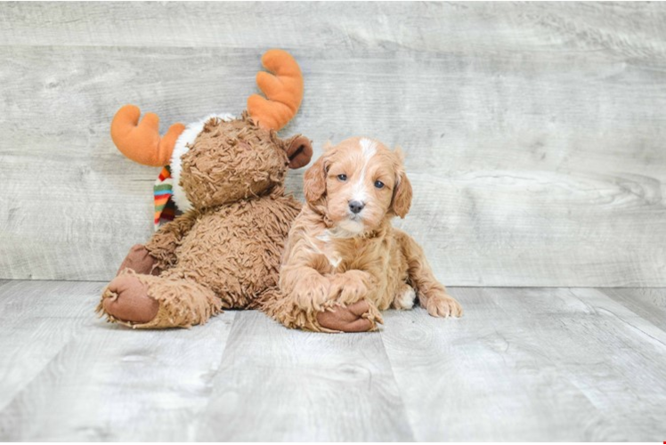 Petite Cockapoo Poodle Mix Pup