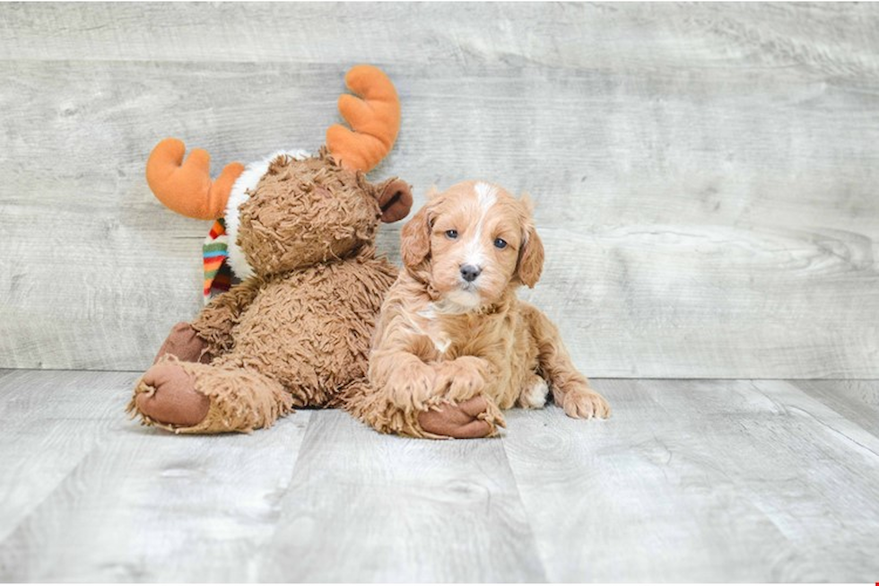 Petite Cockapoo Poodle Mix Pup